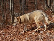 71 Qui si cammina meglio che sulla neve